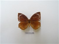 藏品(藍紋鋸眼蝶)的圖片